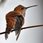 Hummer.jpg