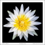 white-2.jpg