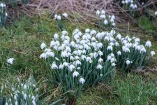 Snow drops.jpg