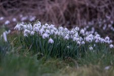 Snow drops-3.jpg