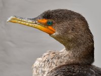 Cormorant6.jpg