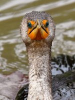 Cormorant3.jpg