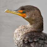 Cormorant5.jpg