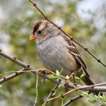 Sparrow.jpg