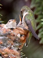Hummer15.jpg