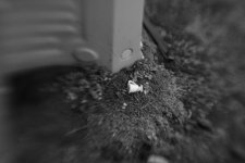 Lensbaby Composer 2.jpg