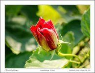 flower-sara-1.jpg