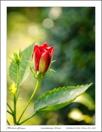 flower-sara-2.jpg