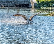 _IVA6627-Edit-2.jpg