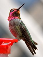 Hummer20.jpg