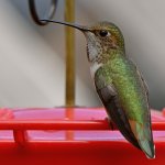 Hummer28.jpg