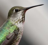 Hummer31.jpg