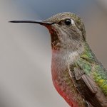 Hummer38.jpg
