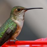 Hummer26.jpg