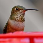 Hummer27.jpg