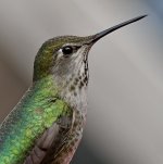 Hummer32.jpg