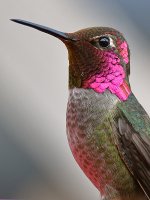 Hummer21.jpg