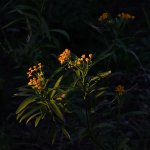 Milkweed.jpg