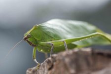 Katydid-103.jpg