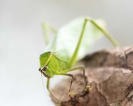 Katydid-103-2.jpg