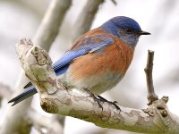 Bluebird5.jpg