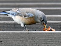 Bluebird11.jpg