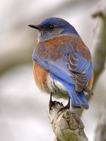 Bluebird4.jpg