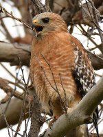 Hawk3.jpg