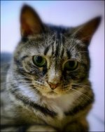 Bill the Cat  1-3-17.jpg