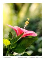 flower-sara-3.jpg