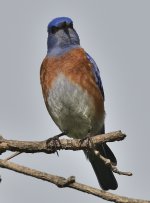 ROY_2077.JPG