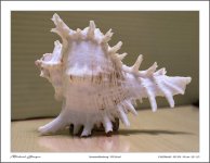 shell-raw-1.jpg