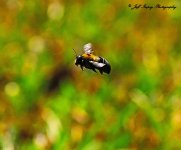 DSC_7747.jpg