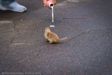 Squirrel.jpg