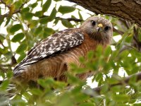 Hawk4.jpg