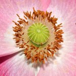 Poppy.jpg