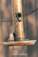 sparrow_6035.jpg