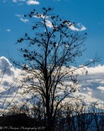 Bird Tree 2-19-2017.jpg