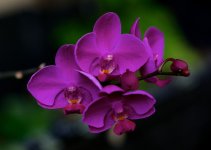 DSC_4636.jpg