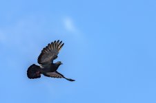 Little Freedom In The Blue Sky.jpg