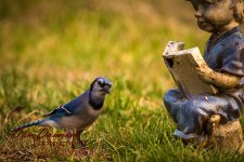 Morning Birds-0994.jpg
