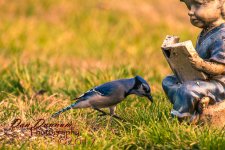 Morning Birds-0996.jpg