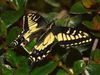 Swallowtail.jpg