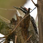 Woodpecker3.jpg