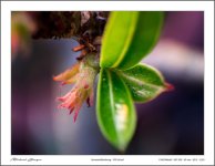 close-ups3-1.jpg