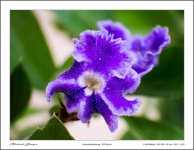 close-ups3-2.jpg