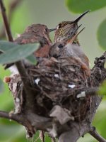 Hummer5.jpg