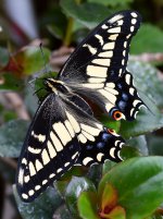 Swallowtail2.jpg
