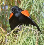 Blackbird3.jpg