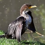 Cormorant2.jpg